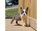 Boston Terrier Puppy for sale in Athens, TN, USA