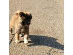 Akita Puppy for sale in Bossier City, LA, USA