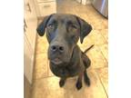 Adopt Aggie a Presa Canario, Doberman Pinscher