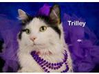 Adopt Trilley a Domestic Long Hair
