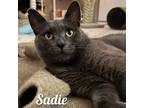 Adopt Sadie a Domestic Short Hair