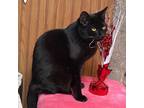 Adopt Snickles a Domestic Short Hair