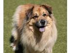 Adopt Bacchus a Shepherd, Chow Chow