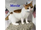 Adopt Moxie a Domestic Short Hair