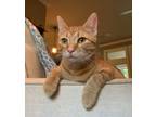 Adopt Tiddlywinks a Domestic Short Hair