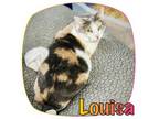 Adopt Louisa a Domestic Short Hair