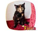 Adopt BARN CAT - Fiona a Tortoiseshell