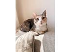 Adopt NICKY a Dilute Calico, Domestic Short Hair