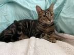 Adopt Lux a Domestic Short Hair, Bengal