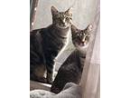 Adopt Nala and Sarabi- sisters dual adoption ONLY a Domestic Short Hair