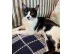 Adopt Delilah a Domestic Short Hair