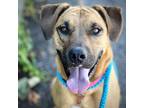 Adopt Harley a Black Mouth Cur