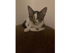 Adopt Charlotte a American Shorthair