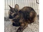Adopt Starry a Domestic Short Hair