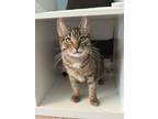 Adopt Sushi a Brown or Chocolate Domestic Shorthair / Domestic Shorthair / Mixed