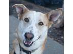Adopt TUCK a White - with Tan, Yellow or Fawn German Shepherd Dog / Mixed dog in