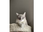 Adopt Mr. Binks a Gray, Blue or Silver Tabby American Shorthair / Mixed (short