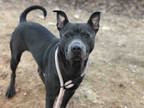 Adopt DAVEY a Gray/Blue/Silver/Salt & Pepper American Pit Bull Terrier / Mixed