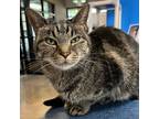 Adopt Lisa Vanderpump a Domestic Shorthair / Mixed (short coat) cat in