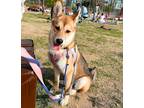 Adopt Inkyung a White - with Red, Golden, Orange or Chestnut Shiba Inu / Mixed