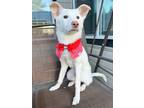 Adopt Eunyoung a White - with Tan, Yellow or Fawn Jindo / Mixed dog in