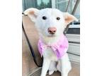 Adopt Eunpa a White - with Tan, Yellow or Fawn Jindo / Mixed dog in Vancouver