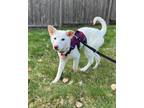 Adopt Eddie a White - with Tan, Yellow or Fawn Jindo / Mixed dog in Vancouver
