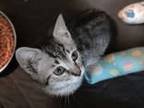 Adopt Rod a Gray or Blue Domestic Shorthair / Domestic Shorthair / Mixed cat in