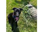 Adopt Lana a Black - with White Pit Bull Terrier / Labrador Retriever / Mixed