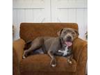 Adopt Raven Y912 a Gray/Silver/Salt & Pepper - with Black Pit Bull Terrier /