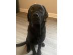 Adopt Finn a Black Labrador Retriever / Golden Retriever / Mixed dog in