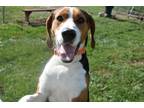 Adopt Malcolm a Brown/Chocolate Treeing Walker Coonhound / Mixed dog in