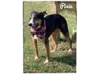 Adopt Pixie a Border Collie dog in Maryville, TN (38258475)