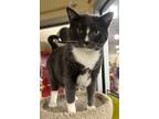 Adopt Dusty a Domestic Shorthair / Mixed (short coat) cat in Valley Park