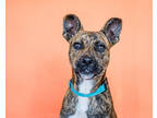 Adopt Kirby a Brindle American Pit Bull Terrier / Mixed dog in Houston