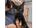 Adopt Summer a All Black Domestic Shorthair / Domestic Shorthair / Mixed cat in