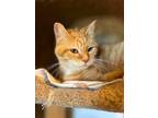 Adopt Susanna a Orange or Red Tabby Domestic Shorthair (short coat) cat in