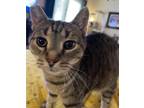 Adopt Waffles a Brown Tabby Domestic Shorthair / Mixed (short coat) cat in