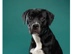 Adopt Derryl a Black Labrador Retriever / Mixed dog in Santa Paula