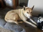 Adopt Beau a Tan/Yellow/Fawn - with White Husky / Labrador Retriever / Mixed dog