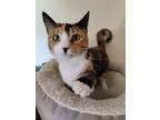 Adopt Miss Cali a Calico or Dilute Calico Calico / Mixed (short coat) cat in Los