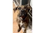 Adopt Rea Rea Reese (in foster) a Brown/Chocolate Mastiff / Mixed dog in Newport