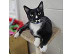 Adopt Luke a All Black Domestic Shorthair / Mixed cat in Laredo, TX (38126495)