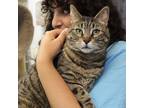Adopt Selina a Brown Tabby Domestic Shorthair (short coat) cat in Beacon