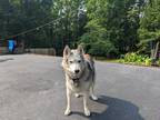 Adopt Star a Black - with White Husky / Mixed dog in Chesterfield, VA (38199622)