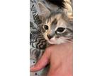 Adopt Kitty a Spotted Tabby/Leopard Spotted Domestic Longhair / Mixed (medium