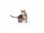 Adopt Meow a Gray or Blue Domestic Shorthair / Mixed cat in Playa Vista