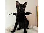 Adopt Layla's Kitten: Maggie May a All Black Domestic Shorthair / Mixed cat in