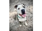 Adopt Kandy a Gray/Blue/Silver/Salt & Pepper American Pit Bull Terrier / Mixed