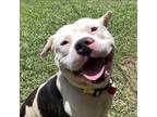Adopt Dawson a Black Pit Bull Terrier / Mixed dog in Denison, TX (38242472)